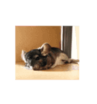 動く 我が家のクロちゃん（個別スタンプ：8）