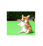 踊るコーギー（個別スタンプ：2）