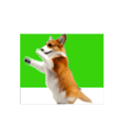 踊るコーギー（個別スタンプ：8）