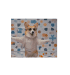 踊るコーギー（個別スタンプ：15）