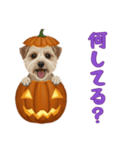 ワンコとハロウィン/ジャックオーランタン（個別スタンプ：4）