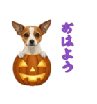 ワンコとハロウィン/ジャックオーランタン（個別スタンプ：5）