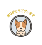 窓からお出迎えする犬の日常（個別スタンプ：3）