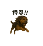 ドレッドヘア 犬 イケてる カッコいい（個別スタンプ：25）