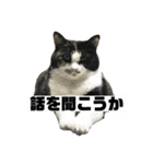 ハルジルチョコスタンプ（個別スタンプ：3）