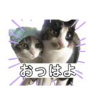 ハルジルチョコスタンプ（個別スタンプ：15）