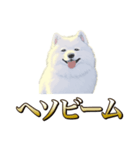 犬味 ヘソの達人（個別スタンプ：2）