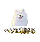 犬味 ヘソの達人（個別スタンプ：4）