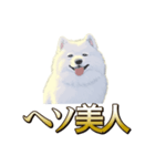 犬味 ヘソの達人（個別スタンプ：6）