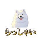 犬味 ヘソの達人（個別スタンプ：7）
