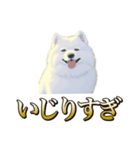 犬味 ヘソの達人（個別スタンプ：8）
