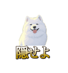 犬味 ヘソの達人（個別スタンプ：11）