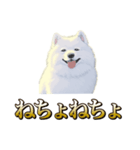 犬味 ヘソの達人（個別スタンプ：12）