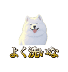 犬味 ヘソの達人（個別スタンプ：16）
