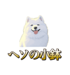 犬味 ヘソの達人（個別スタンプ：17）