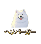 犬味 ヘソの達人（個別スタンプ：19）