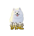 犬味 ヘソの達人（個別スタンプ：23）
