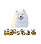 犬味 ヘソの達人（個別スタンプ：30）