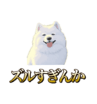 犬味 ヘソの達人（個別スタンプ：33）