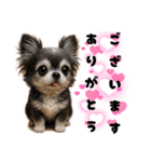 ち、ふわふわ♡Chihuahuaチワワちゃん達♡（個別スタンプ：1）