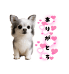 ち、ふわふわ♡Chihuahuaチワワちゃん達♡（個別スタンプ：3）