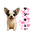 ち、ふわふわ♡Chihuahuaチワワちゃん達♡（個別スタンプ：4）