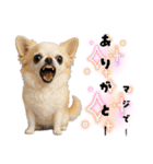 ち、ふわふわ♡Chihuahuaチワワちゃん達♡（個別スタンプ：5）