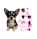 ち、ふわふわ♡Chihuahuaチワワちゃん達♡（個別スタンプ：10）