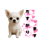 ち、ふわふわ♡Chihuahuaチワワちゃん達♡（個別スタンプ：12）