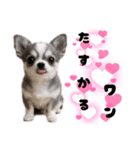 ち、ふわふわ♡Chihuahuaチワワちゃん達♡（個別スタンプ：13）
