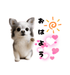 ち、ふわふわ♡Chihuahuaチワワちゃん達♡（個別スタンプ：15）