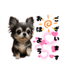 ち、ふわふわ♡Chihuahuaチワワちゃん達♡（個別スタンプ：16）