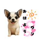 ち、ふわふわ♡Chihuahuaチワワちゃん達♡（個別スタンプ：18）