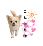 ち、ふわふわ♡Chihuahuaチワワちゃん達♡（個別スタンプ：19）