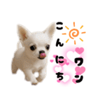 ち、ふわふわ♡Chihuahuaチワワちゃん達♡（個別スタンプ：20）