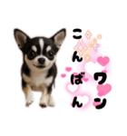 ち、ふわふわ♡Chihuahuaチワワちゃん達♡（個別スタンプ：22）