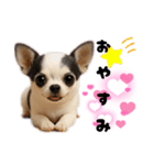 ち、ふわふわ♡Chihuahuaチワワちゃん達♡（個別スタンプ：23）