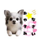 ち、ふわふわ♡Chihuahuaチワワちゃん達♡（個別スタンプ：24）