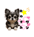 ち、ふわふわ♡Chihuahuaチワワちゃん達♡（個別スタンプ：25）