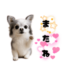 ち、ふわふわ♡Chihuahuaチワワちゃん達♡（個別スタンプ：27）