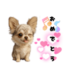 ち、ふわふわ♡Chihuahuaチワワちゃん達♡（個別スタンプ：31）