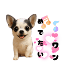 ち、ふわふわ♡Chihuahuaチワワちゃん達♡（個別スタンプ：33）
