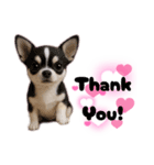 ち、ふわふわ♡Chihuahuaチワワちゃん達♡（個別スタンプ：34）
