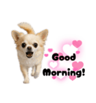 ち、ふわふわ♡Chihuahuaチワワちゃん達♡（個別スタンプ：35）