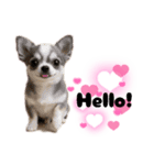 ち、ふわふわ♡Chihuahuaチワワちゃん達♡（個別スタンプ：36）