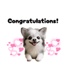 ち、ふわふわ♡Chihuahuaチワワちゃん達♡（個別スタンプ：40）