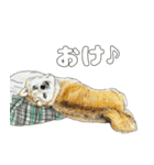 ここ柴スタンプその6（個別スタンプ：2）