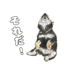 ここ柴スタンプその6（個別スタンプ：7）
