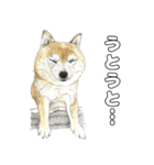 ここ柴スタンプその6（個別スタンプ：21）