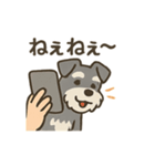 ミニシュナと毎日いっしょスタンプ（個別スタンプ：15）